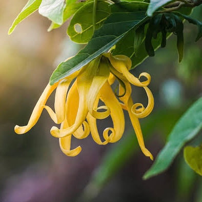Ylang Ylang oil