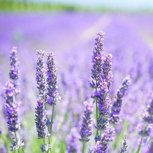 Lavender oil