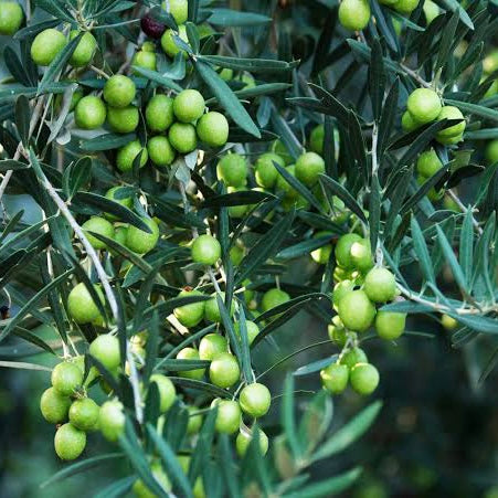 Olive oil